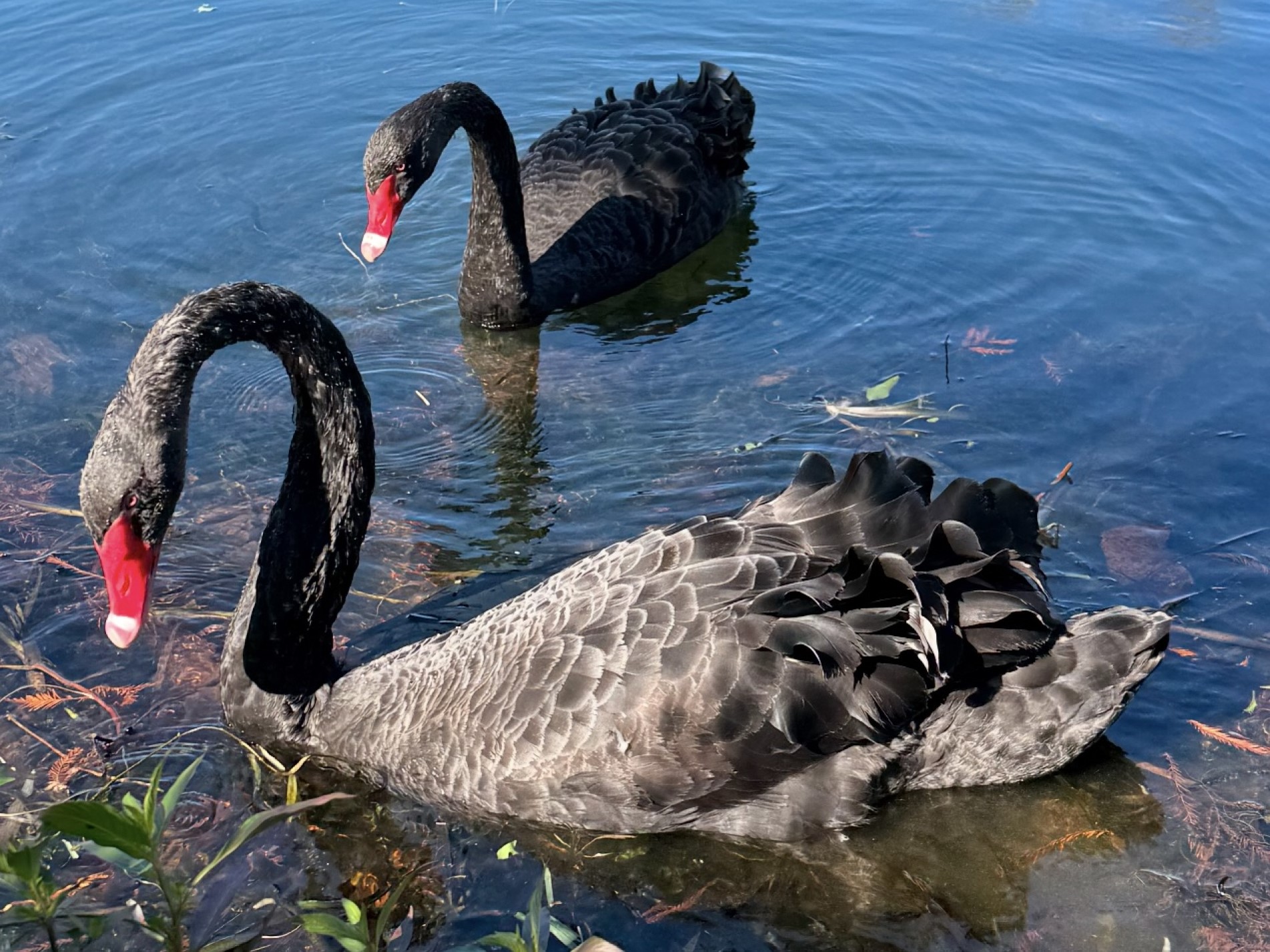 Villains Swiped Swans from Senior Community - LkldNow